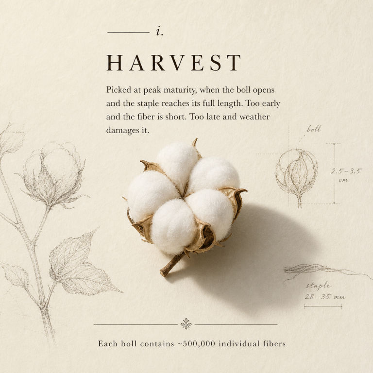 Cotton Boll